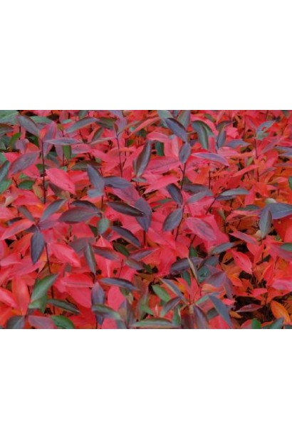 Aronia melanocarpa Hugin – багатий вітамінами і мінералами